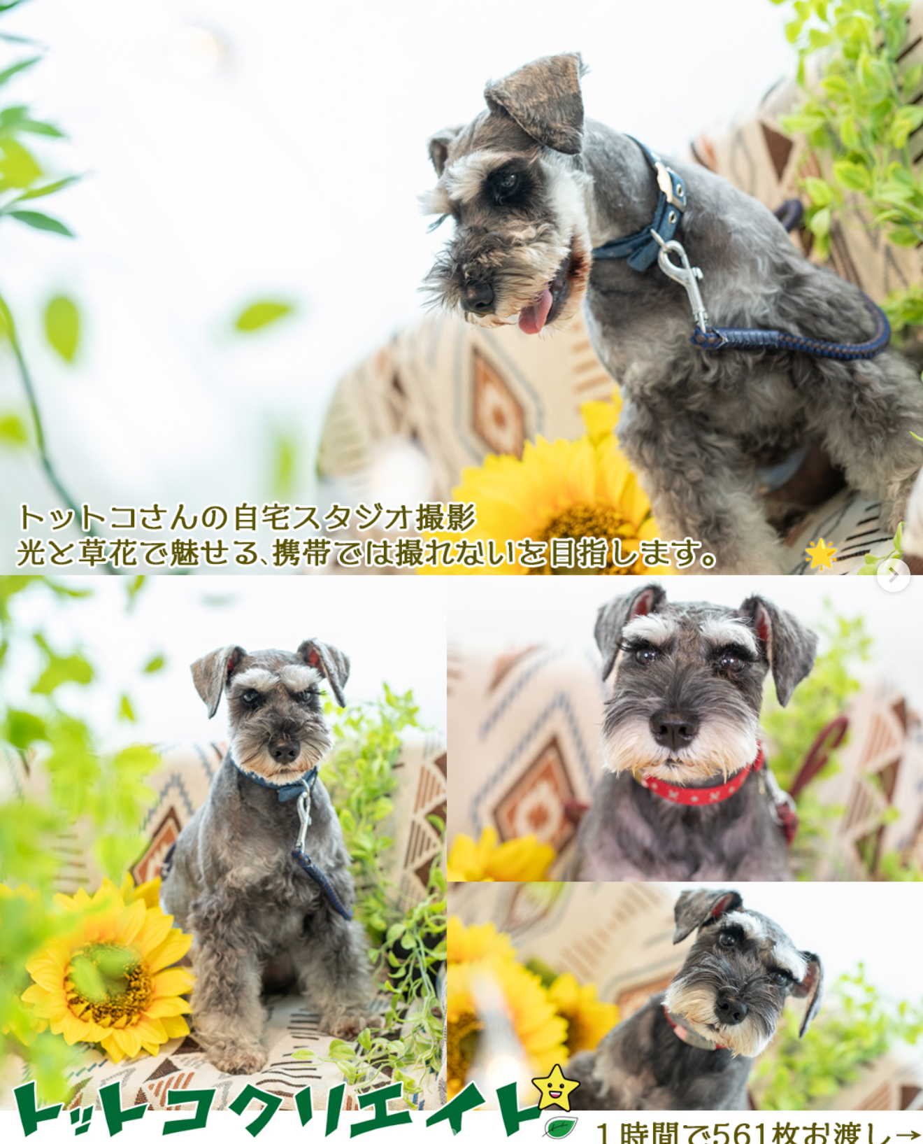 ペットちゃん撮影
