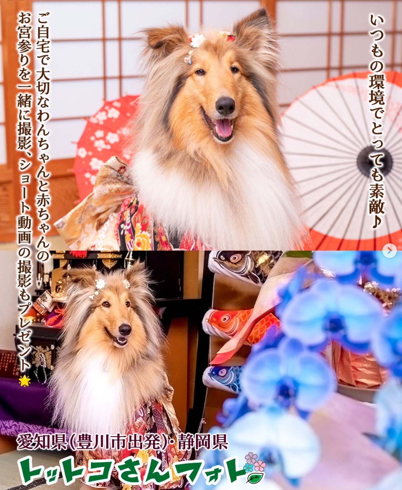 ペット写真3